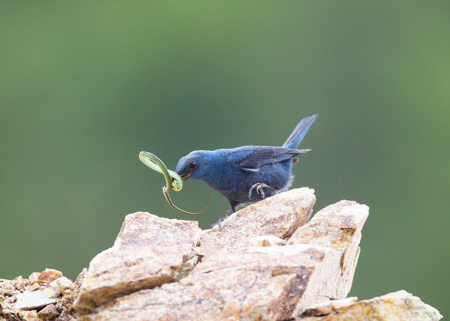 弱肉強食 淡淡王-1.jpg
